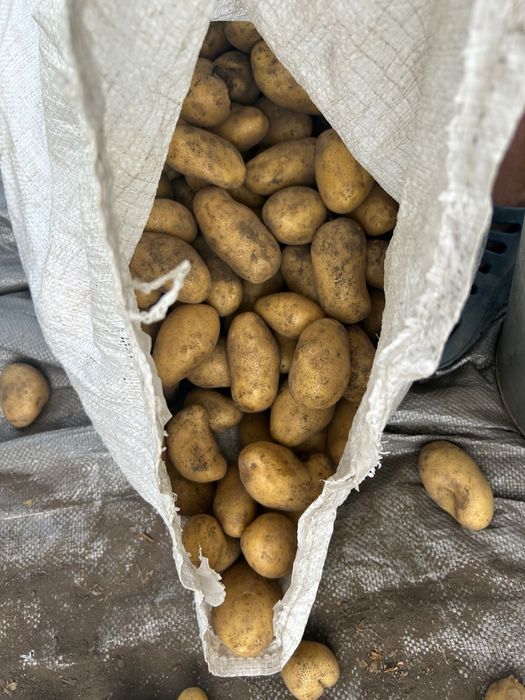 Продам картоплю гринада