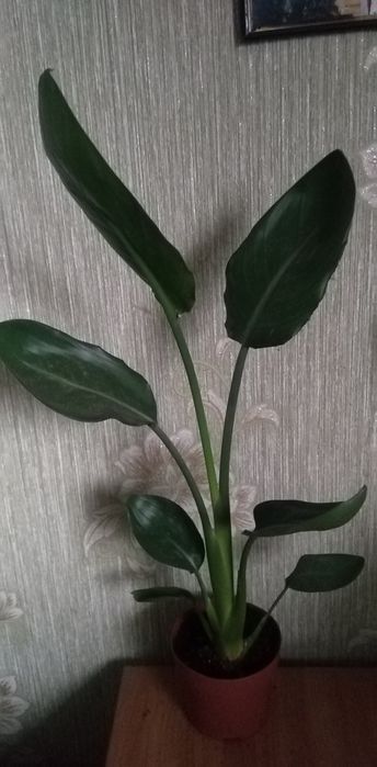 Лоропеталум, Мімоза, стреліція, кущовий філоденрон, Лівістона пальма і