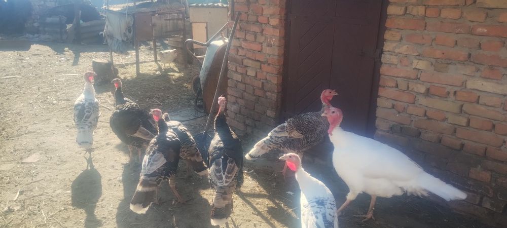 Продам індики на розведення.