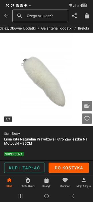Lisia kita zawieszka