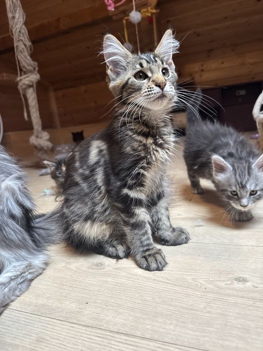 Maine Coon Koteczka FPL