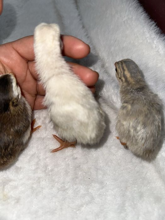 Продам цесарок різного віку і забарвлення