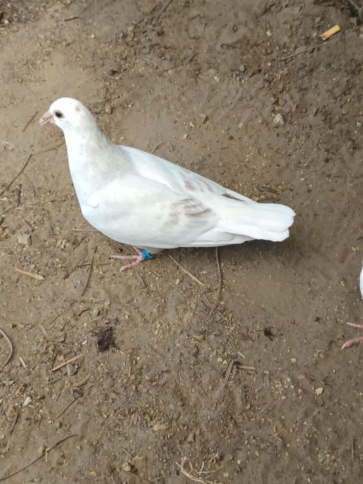 Gołebie mlode białe