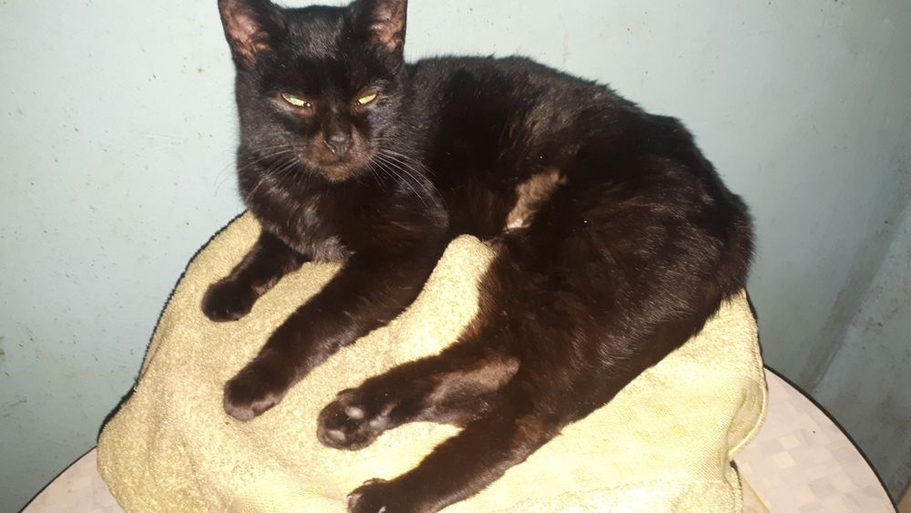 Кiшка Чуча чорна перлинка вiк 1 рiк Стерiлiзована