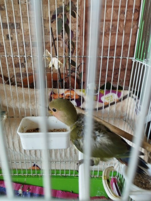 Roseicolis lindos a comerem sozinhos e para acabar de criar á mão