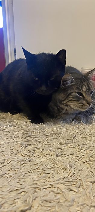 Mamba i Maurycy mama i synek szukają domu