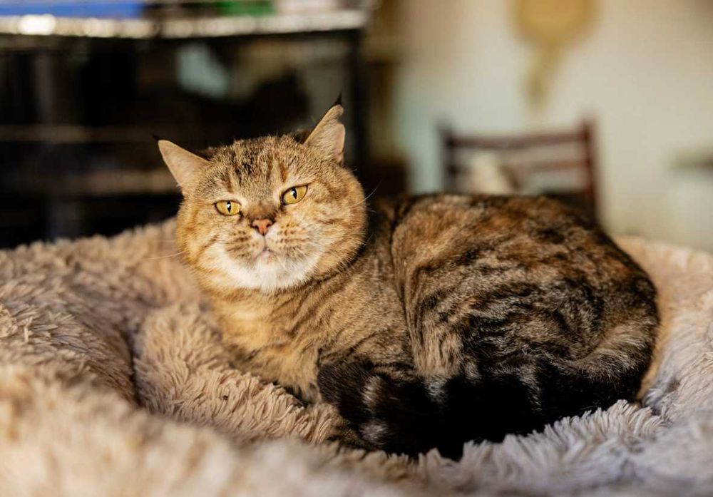 Кицюня 1,5-річна Мія шукає свою родину кіт кішка