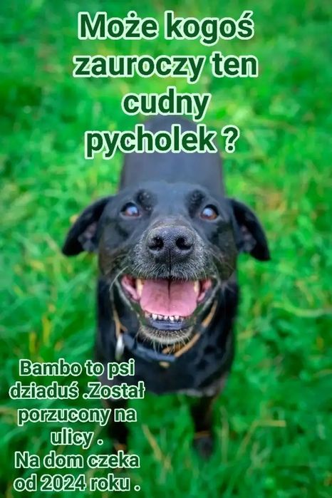 14 letni dziadeczek pilnie szuka domu - schronisko -  Jastrzębie Zdrój