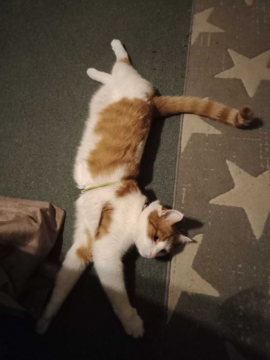 angielski korepetycje doświadczenie w pracy z dziećmi