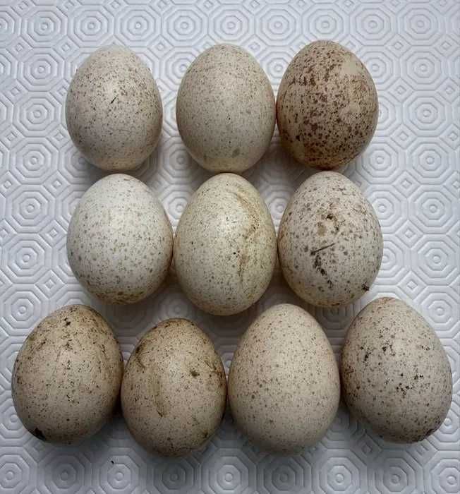 Ovos de Ganso da Guiné fertilizados