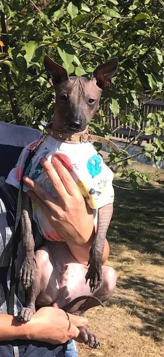 Ксолоітцкуінтлі- мексиканська гола собака