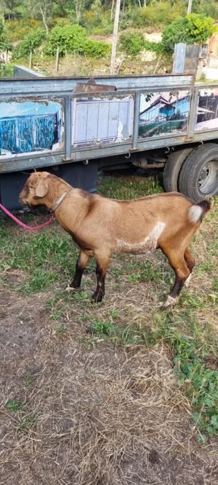 Cabras cabritos ovelhas e borregos para venda
