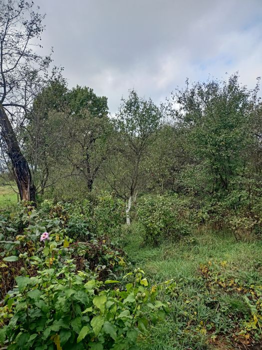 Продаж будинку з земельними ділянками м.Тисмениця