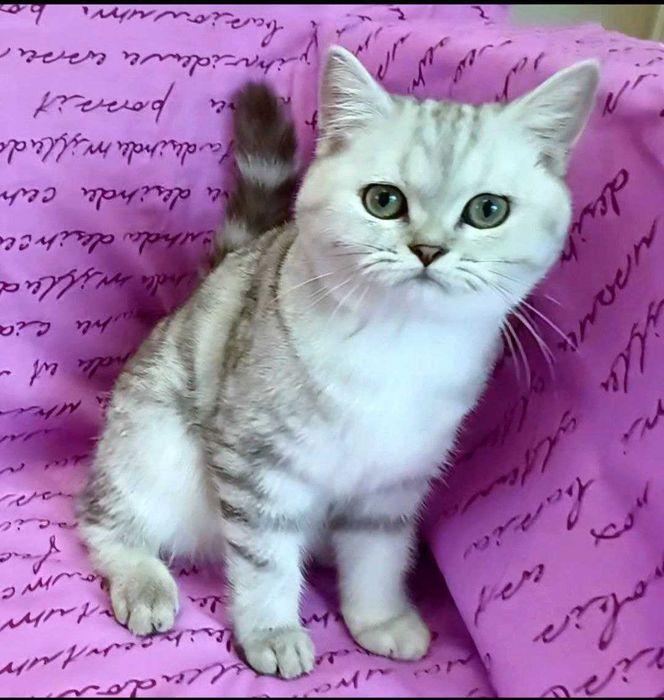 Срібна мрамурова,чистокровна.Scottish Stright. Кошенята.