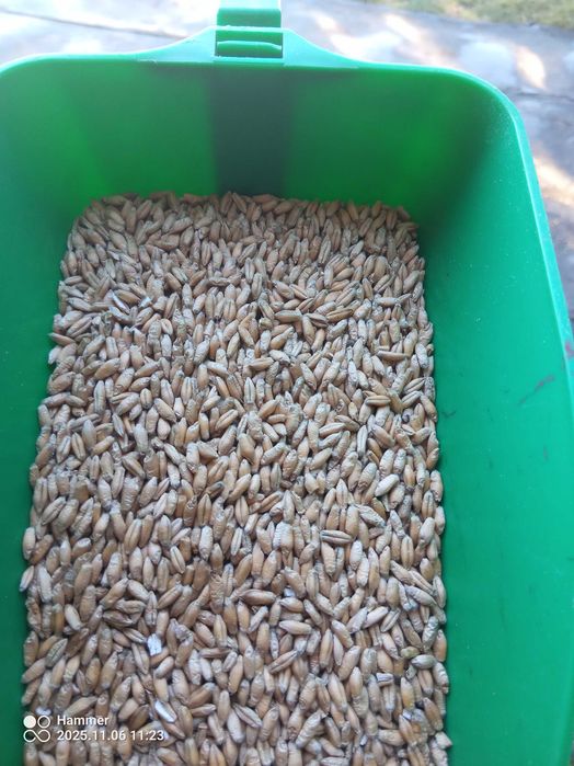 pszenica kukurydza jęczmień owies mieszanki pasze