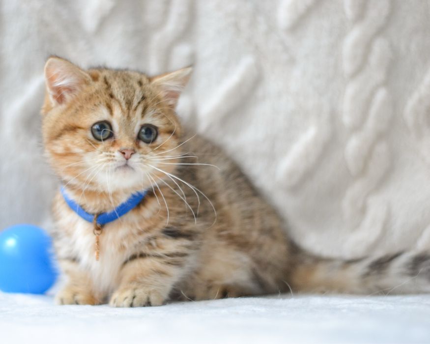 Київ. Милий котик манчкін