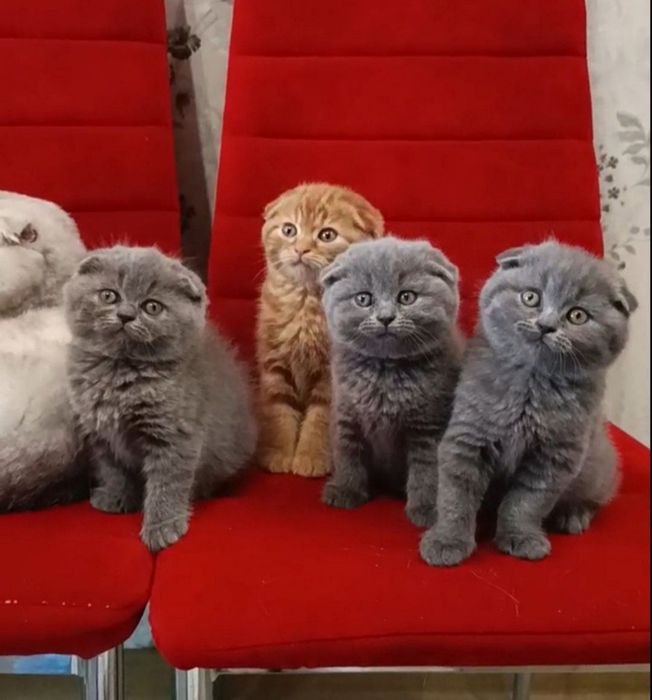 Вислоухие котята