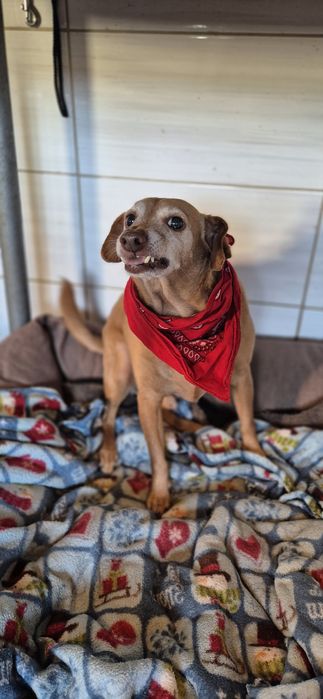 Piesek Około 10 lat