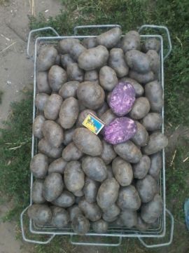 Семенной картофель . Княгиня. Маргарита. .
