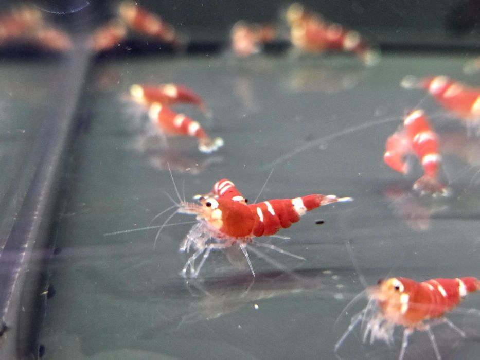 Krewetka caridina super crystal red