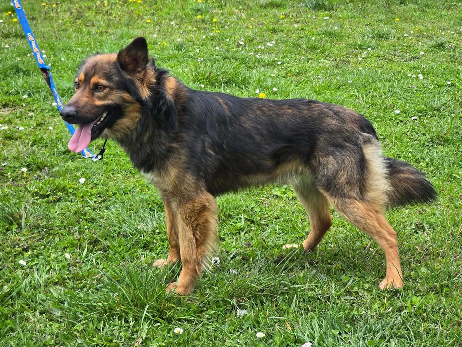 Daster - piesek szuka domu