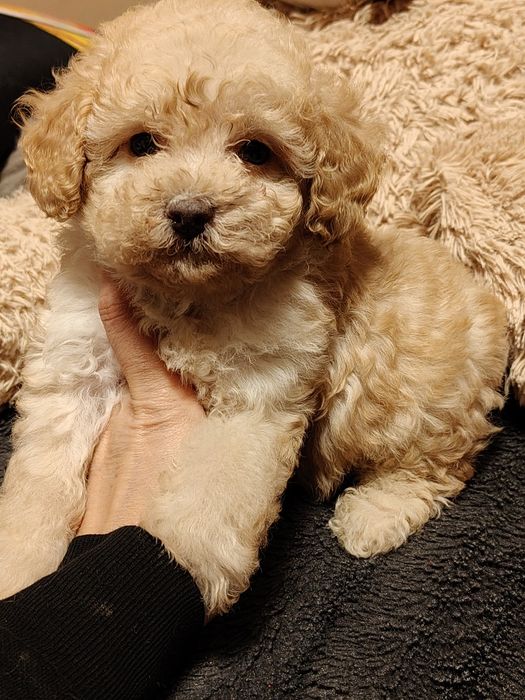 Suczka pudel miniaturowy