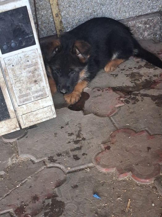 Бомбезні дівки Доставлю