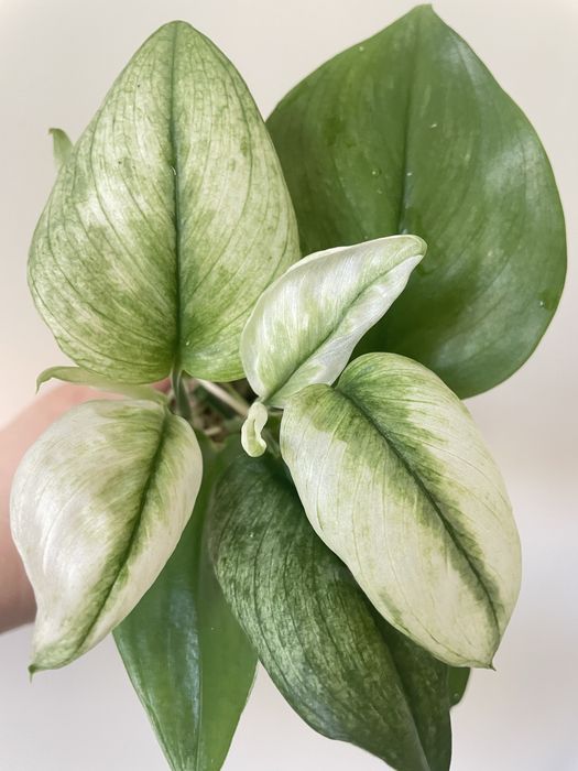 Scindapsus (сциндапсус) Moonlight exotica mint: 400 грн
