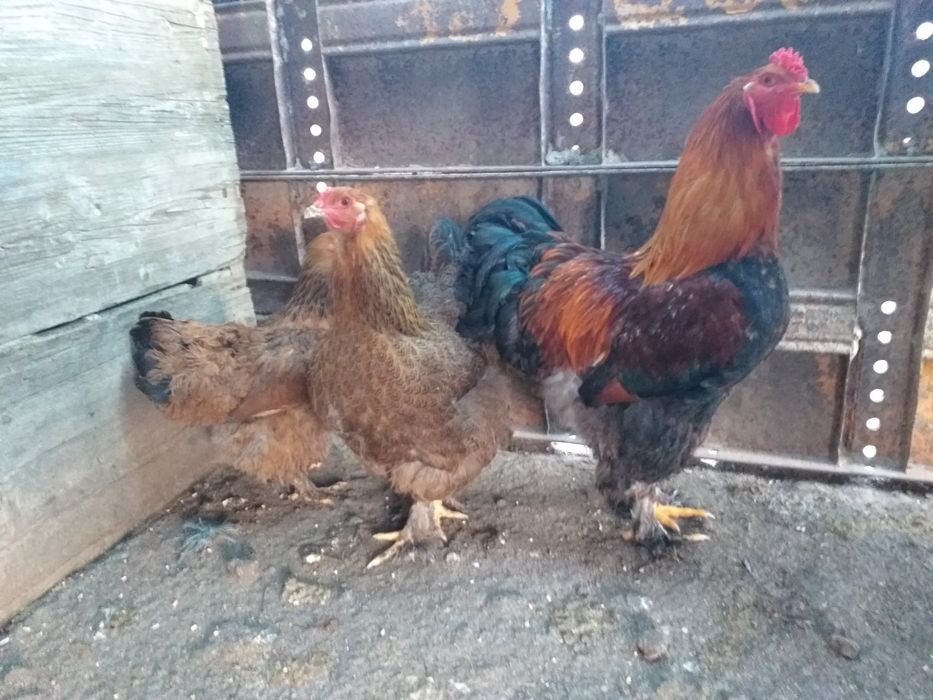 crem legbar, brahama perdiz, aurecanas,sedosas, polacos,