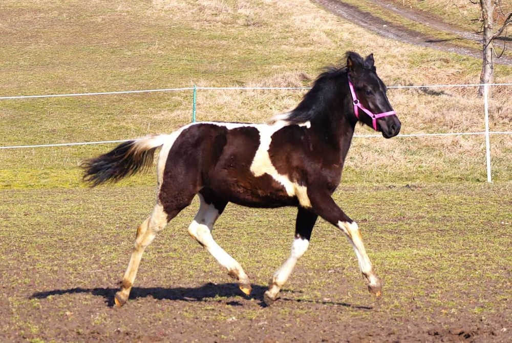 ogierek karosrokaty 1/2 aph