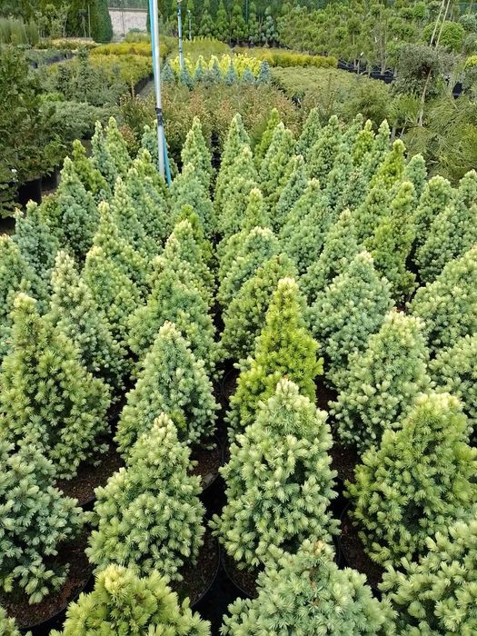 Świerk Conica, Picea glauca