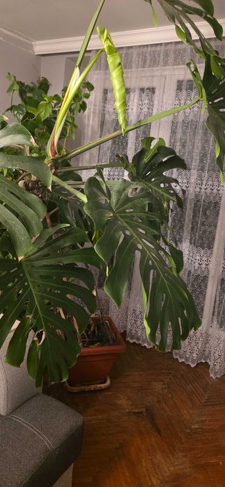 Монстера Deliciata
