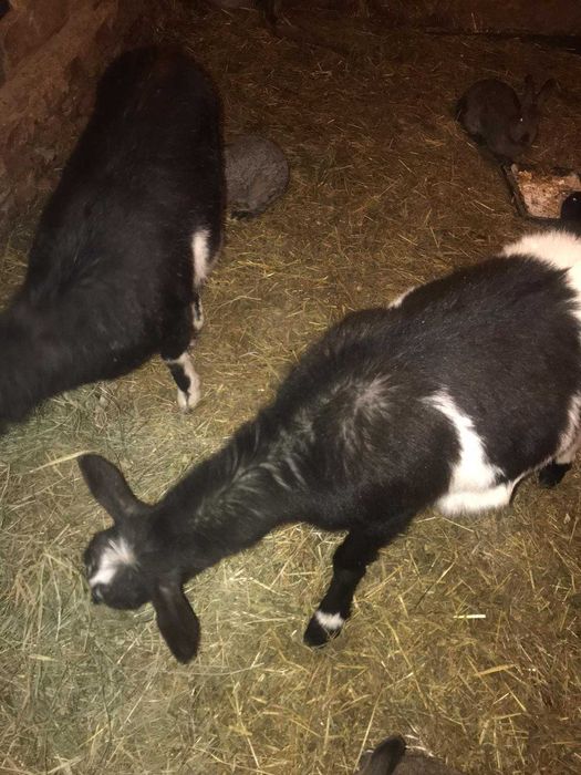 Коза кітна дві штуки