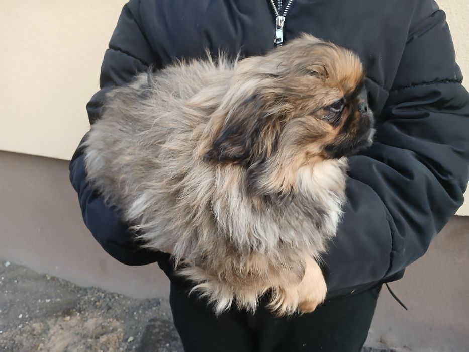 Pekińczyk piesek szczeniaki