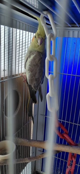 Casal de caturras  canela