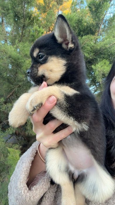 Терміново!Метис шпіца дівчинка чорно-підпала