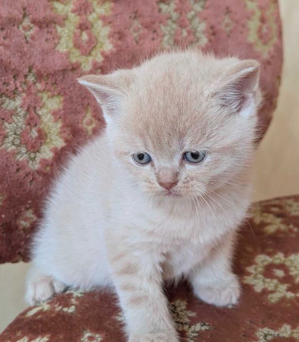 шикарний шотландський котик кремовий таббі