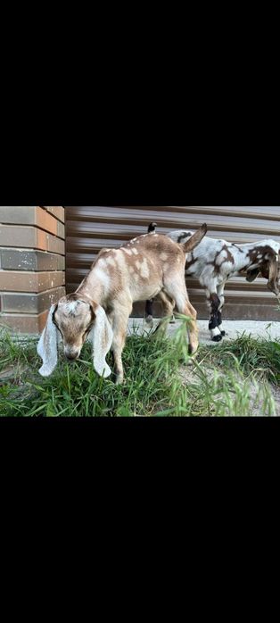 Продам Англо-нубійських кіз