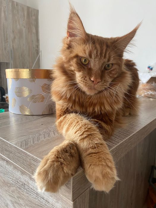 В’язка. Мей- кун мармурово- червоний.