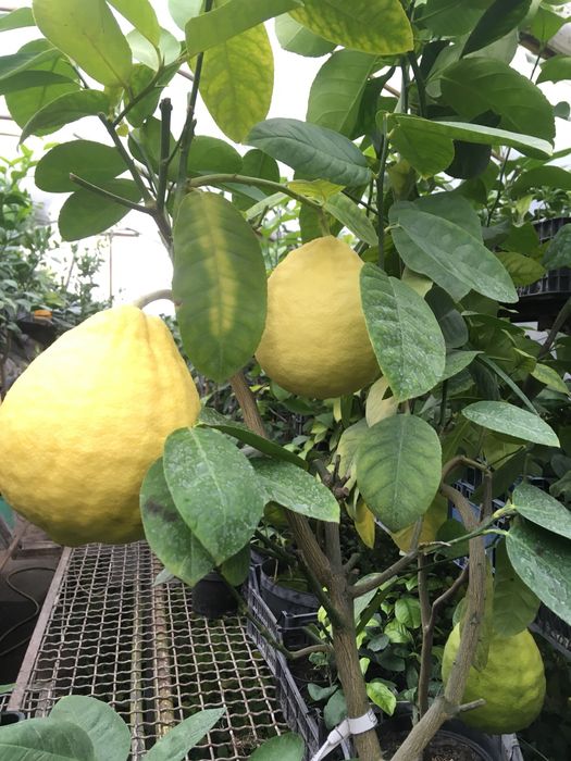 Щеплені мандарини, кумквати. Черенковані лимони