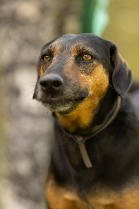 Nadir do adopcji