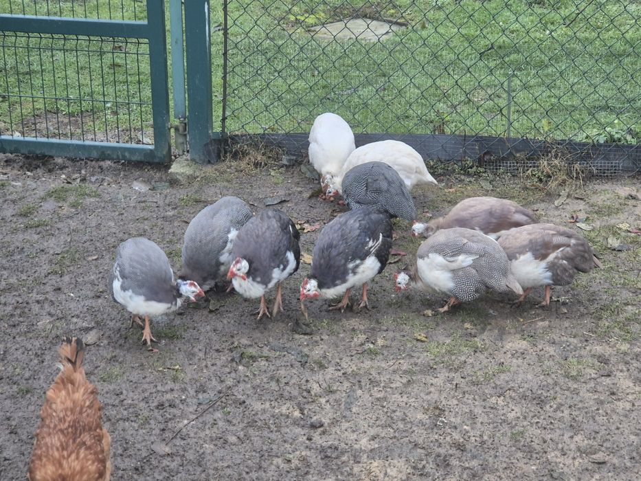 Sprzedam koguty perliczki