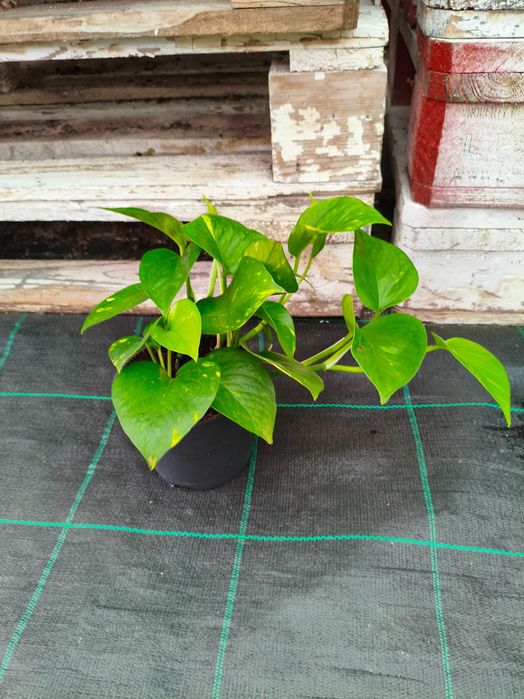 Jibóias Scindapsus (verde, prateada, variegada) - planta em vaso
