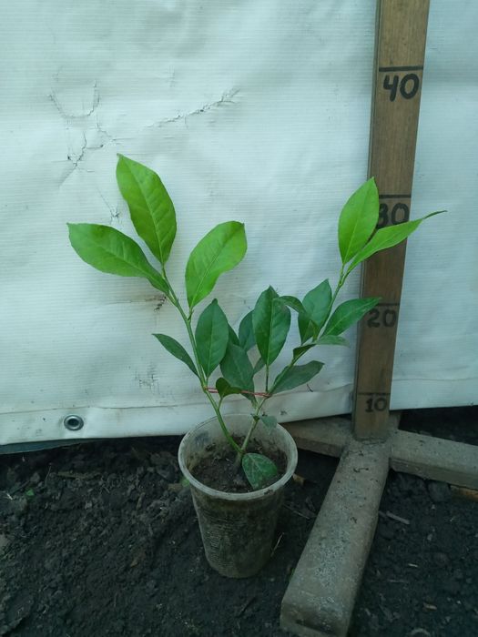 Добротні Лимони кімнатні