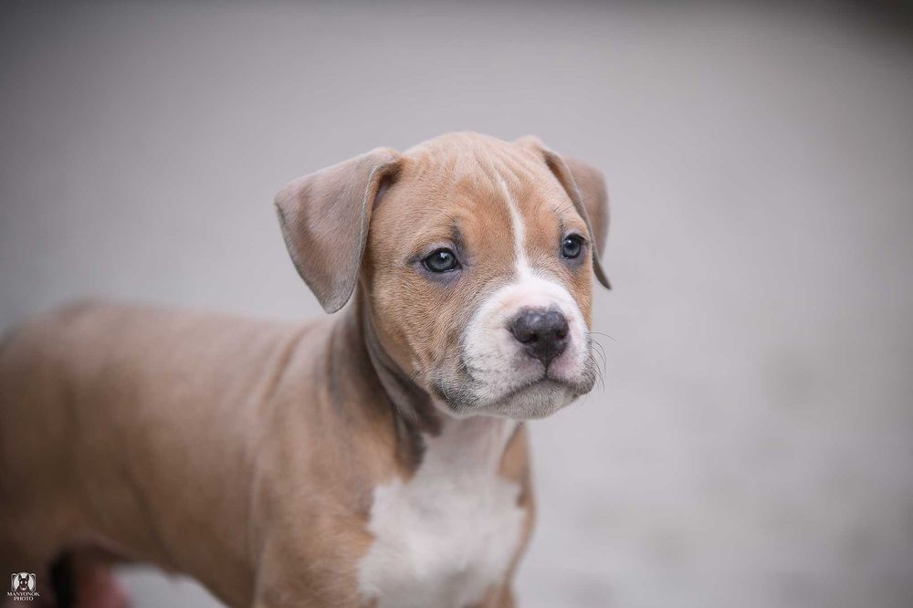 Дівчата Американський Стаффордширський терєр стафф амстафф стаффорд