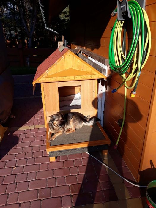 Oddam  Psa  LUCKY  w dobre ręce  Do oddania  pies Lucky