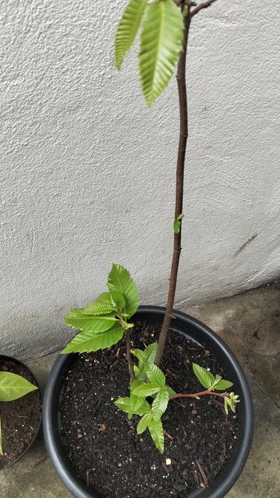 Castanheiro em vaso