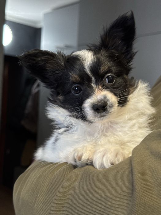 Папійон дівчинка