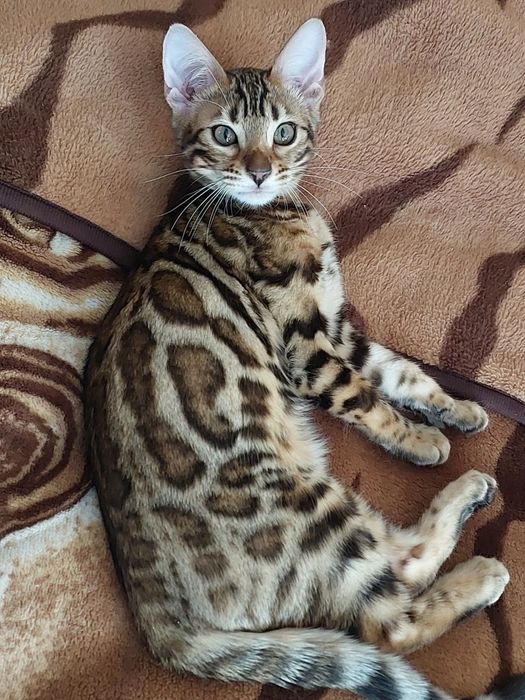 Бенгалка кошечка, кошеня