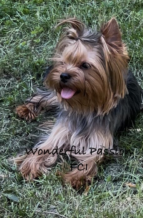 York Odchowany piesek po Championie PL, yorkshire terrier, pies ZKwP,  FCI